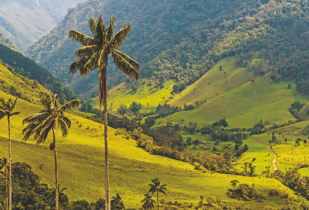 Cocora-Tal mit Kaffeezone - das Reich der Wachspalmen und Kolibris
